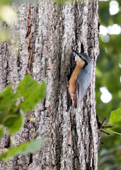 Eurasian Nuthatch (Sitta europaea) - Prague's Acrobatic Climber