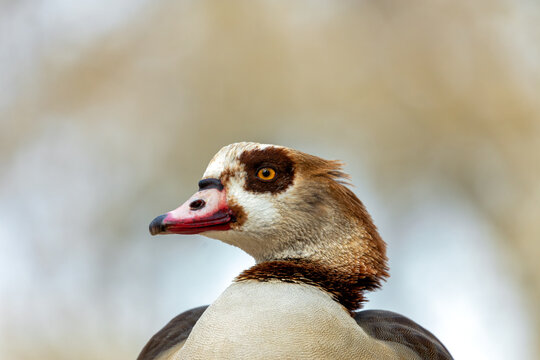 Egyptian Goose (Alopochen aegyptiaca) - Nile Valley Beauty in Parks
