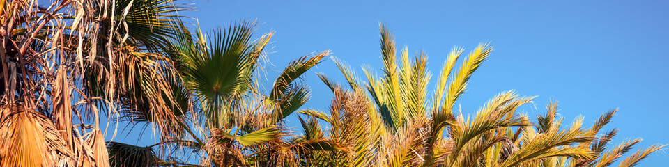 A row of tropical palm trees against a blue sky. Beautiful tropical nature. Horizontal banner