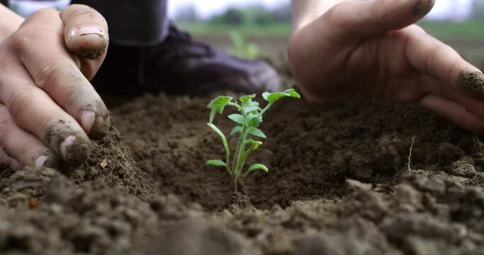 Super slow motion macro of farmer planting  with hands young sprout of tomato vegetable plant on ecological rural farmland agricultural plantation field.Agriculture, agribusiness, biologic cultivation
