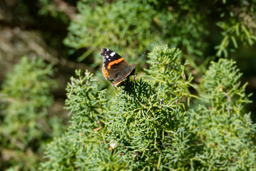 Red admiral butterfly (Vanessa Atalanta) sitting on a green bush in Zurich, Switzerland