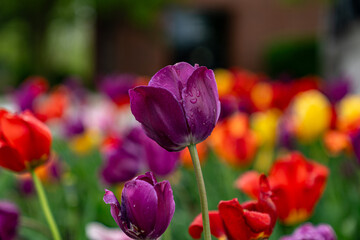 Naklejka premium Purple Tulips in a Field