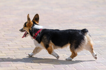 Young Pembroke Welsh Corgi dog walks in a city park on a sunny day. Cheerful fussy puppies. Raising puppies, cynology, training