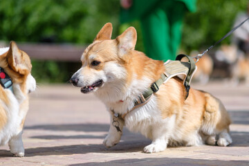 Young Pembroke Welsh Corgi dogs walk in a city park on a sunny day. Cheerful fussy puppies. Raising...
