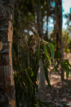 tree in the forest