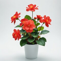 flower in a pot on white