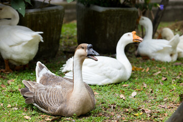 Gooses in the farm garden