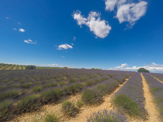 Blooming lavender field with purple rows of lavender, trees and clouds on the blue sky, Plateau de Valensole, Provence, Provence-Alpes-Cote d'Azur, France, Europe. Summertime on french countryside
