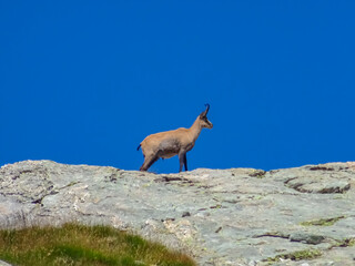 Wild mountain goat (alpine chamois) in Valley of Marble (Vallée des merveilles) in the Mercantour...