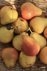 Pears in basket