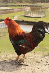 Rooster in village