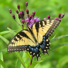 An Eastern Tiger Swallowtail butterfly in close-up perched atop a stem of annise hyssop flowers.Papilio glaucus, an Eastern Tiger Swallowtail, consuming anise hyssop nectar (Agastache foeniculum). up 