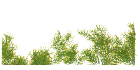 Set of various creeper plants, isolated on transparent background © Saifstock