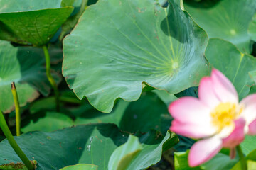 A pink lotus flower sways in the wind, Nelumbo nucifera. Against the background of their green leaves. Lotus field on the lake in natural environment. - obrazy, fototapety, plakaty