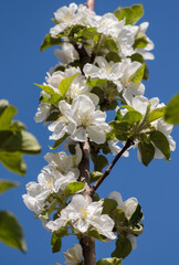 an apple tree branch with white flowers and green leaves on a blue sky background