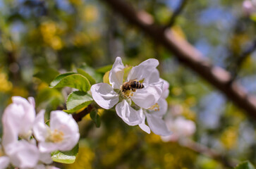 Obraz premium a bee on a white apple blossom
