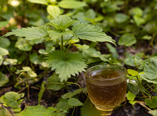 a cup of nettle tea in forest
