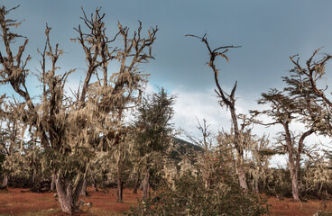 South forest