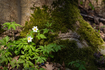 Wood anemone (anemone nemorosa) on a sunny day. Old Manor Park. Wallpaper. Selective focus.	