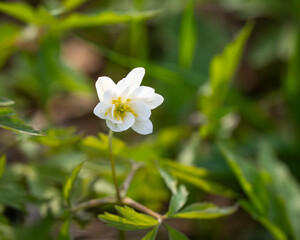Close up photo of  wood anemone (anemone nemorosa) flower in a forest. Bokeh background.	