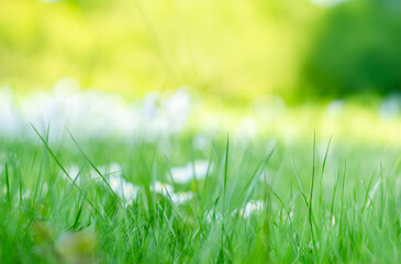 bright green young grass in spring summer with small flowers,  daisies, sunny meadow with flowers