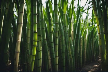 Obraz premium 'tropical raw sugar cane sugarcane sweet candy ingredient energy glucose macro closeup farming unrefined crop ethanol background green food carbohydrate banana leaf'