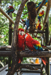 Two Scarlet Macaws Sitting on Perch, Cartegena, Colombia