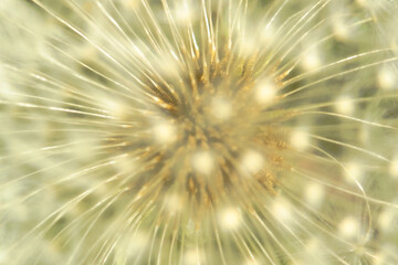 abstraction, macro photo of dandelion