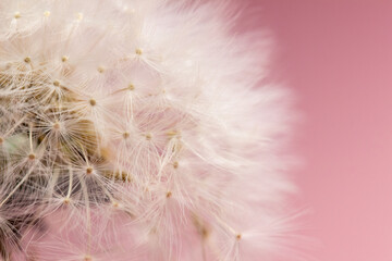 macro photo of dandelion fluff on pink background, abstraction, details, soft