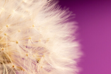 macro photo of dandelion fluff on pink background, abstraction, details, soft