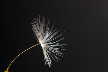 macro photo of  flying dandelion fluff on a black background, abstraction, details
