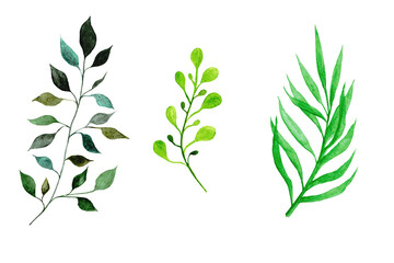 Watercolor set of three branches with green leaves. For packaging design, menus, posters, websites, textiles, brochures, flyers, wedding and first communion invitations, cards
