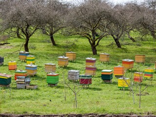 A row of beehives in a field with an orchard behind.