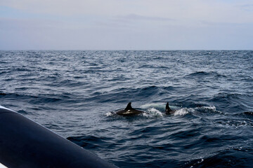 Dolphins swim near a boat in the Atlantic Ocean. Fins and tail of dolphins.    