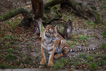 Naklejka na ściany i meble Asian tiger is going in zoo habitat. He is waiting for animal caretaker. 