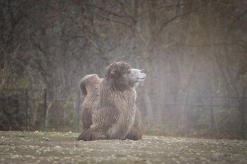 camel is lyaing in zoo. brown fluffy head of amazing animals.	
