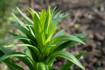 close up of plant