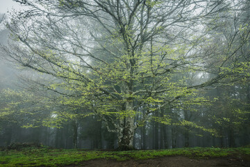 Mysterious misty forest with beech trees in the foreground.