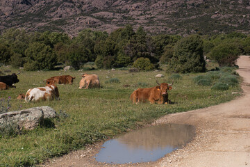 cow, animal, nature, plants, spring, sunny, mountains, landscape