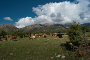 Fototapeta na wymiar cow, animal, nature, plants, spring, sunny, mountains, landscape