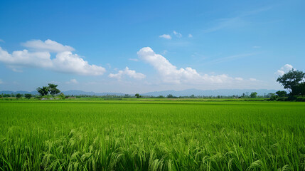 Fototapeta premium A scenic landscape of lush green paddy fields stretching to the horizon under a clear blue sky