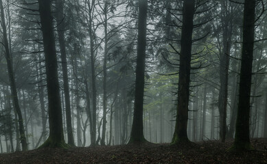 Mysterious misty forest Foggy forest.
