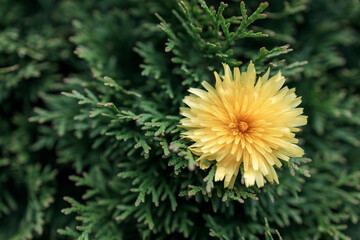 a yellow dandelion flower on the branches of a cypress