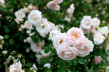 A bunch of pink flowers are in a garden