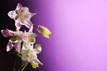 (Aquilegia) Orlik biały ogród fioletowy, jako tapeta, tło, tekstura. Za życzenia, za miłość, za uczucia. Na fioletowym tle