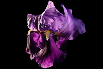 fioletowe irys, gra światło, wiosna na tapeta pulpit lub tło na życzenia, zdjęcie makro 