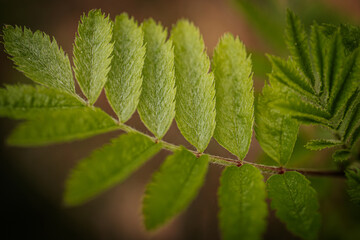 Young green rowan spring leaves.