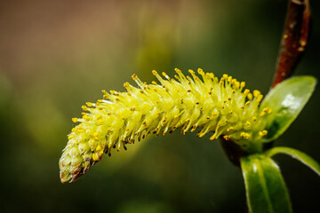 A tree with blooming flower spikes, spring fluffy gray flower.