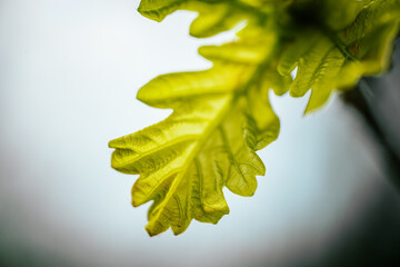 Young, green, oak spring leaves.