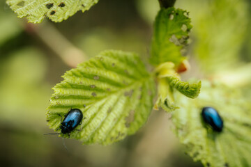 Forest beetle on a young green spring leaf.